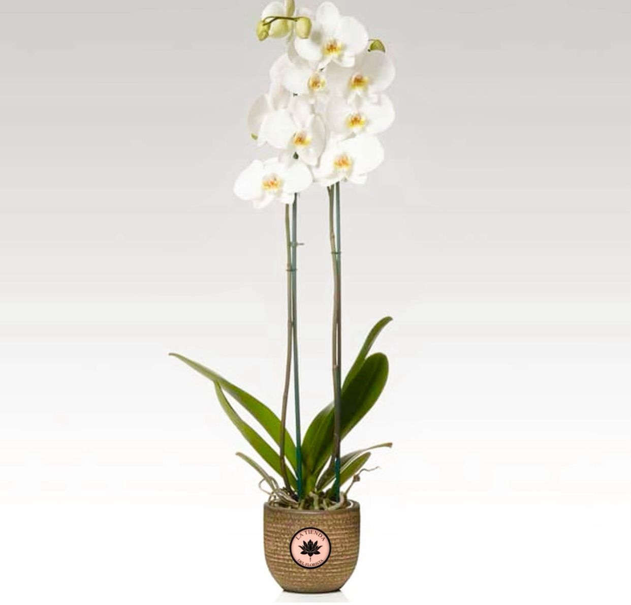 orquidea mini