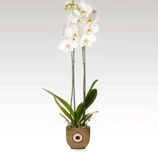 orquidea mini