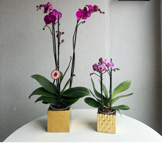 Orquidea de dos varas