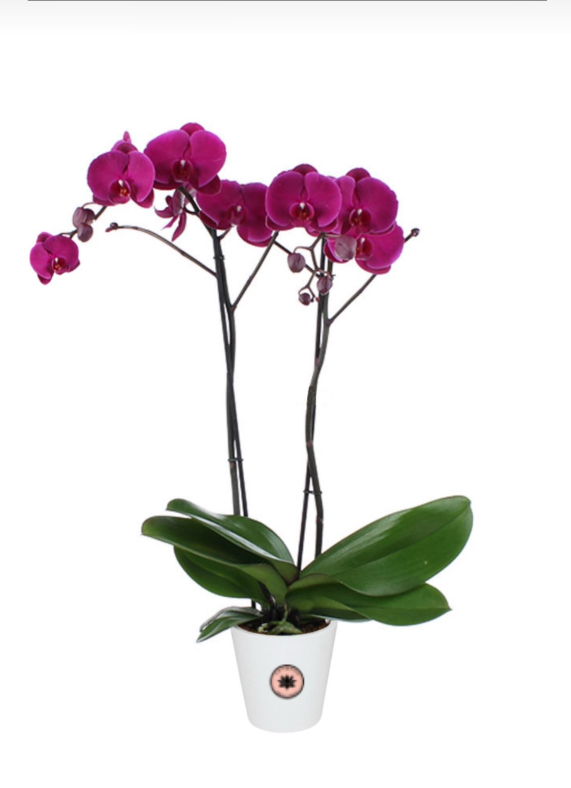 Orquidea de dos varas