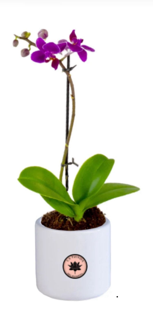 orquidea mini